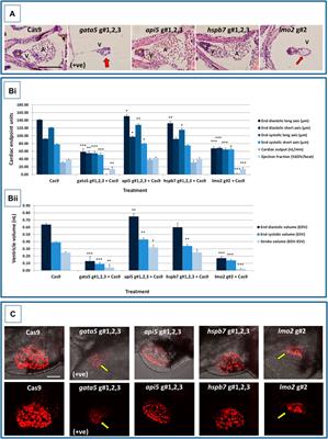 A Combined Human in Silico and CRISPR/Cas9-Mediated in Vivo Zebrafish Based Approach to Provide Phenotypic Data for Supporting Early Target Validation